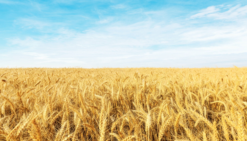 Landbruksdirektoratet anbefaler at Norge legger til rette for beredskapslagring av matkorn som tilsvarer seks måneders normalforbruk av mathvete.