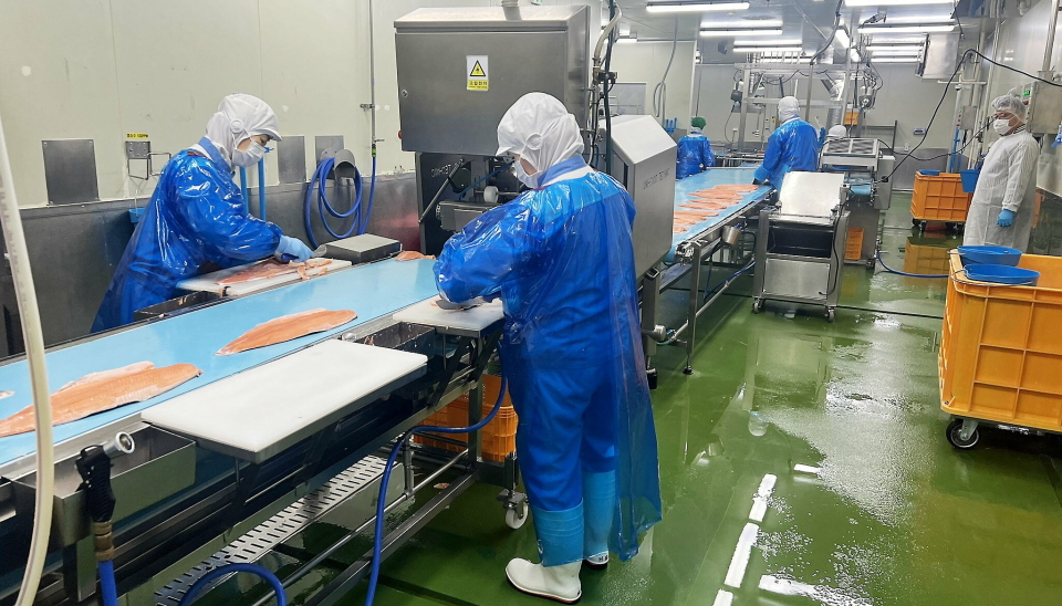 På fabrikken fjernes tykkfiskbeinet fra laksefiletene i en maskin, før arbeidere etterkontrollerer og renskjærer fisken.